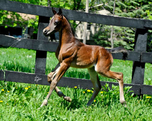 Bay Colt 2011