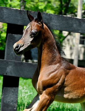 Bay Colt