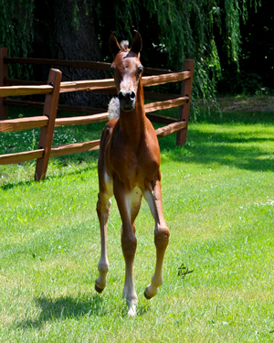 Bay Colt