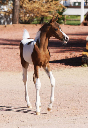 Pinto Colt 2011
