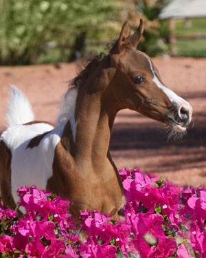 Pinto Colt 2011