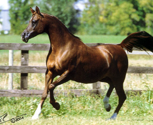 Midwest Station I, Inc., Arabian Mares